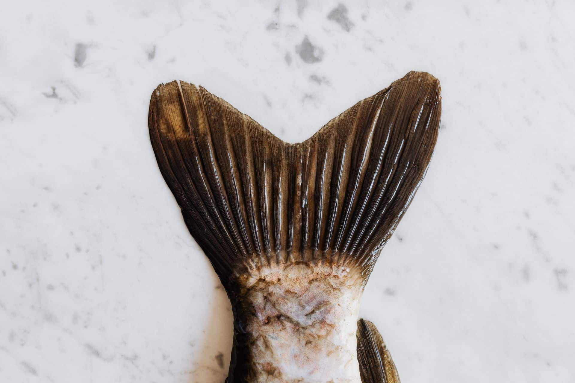 Fischflosse auf Marmorplatte
