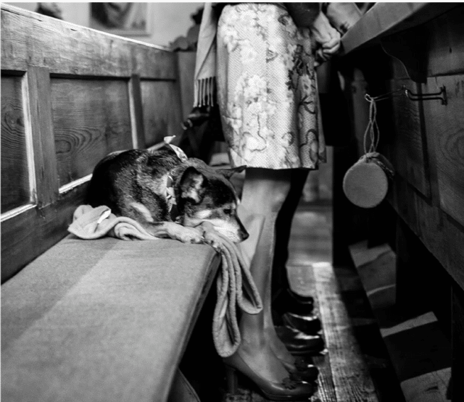 Hund auf Kirchenbank